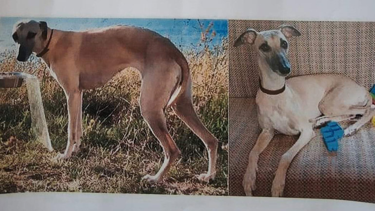 Πάτρα: Δεν επιστρέφουν οι Ρώσοι τουρίστες εάν δεν βρουν το σκυλί που έχασαν