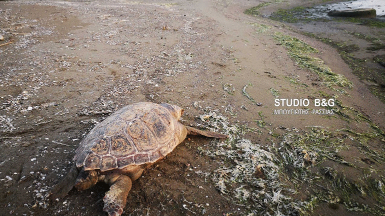 Νεκρή θαλάσσια χελώνα στο Ναύπλιο