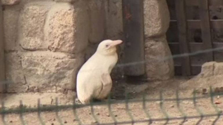 Πολωνία: Ένας αλμπίνος πιγκουίνος στον ζωολογικό κήπο του Γκντανσκ