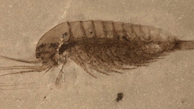 Ανακαλύφθηκαν στην Κίνα πολλά απολιθώματα ζώων που ζούσαν στη Γη πριν από 500 εκατ. χρόνια