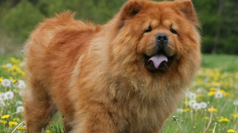 Τα ηλικιωμένα σκυλιά είναι εκπληκτικά έξυπνα