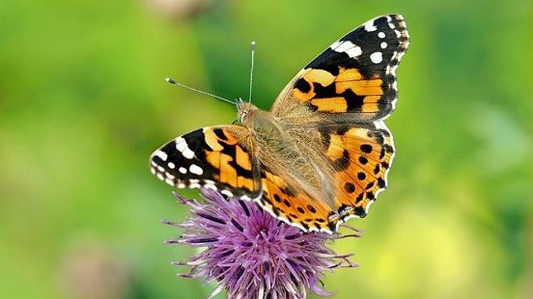 Εκατομμύρια πεταλούδες κατέκλυσαν την Κύπρο