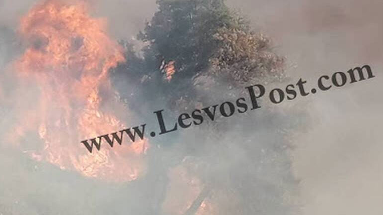 Υπό πλήρη έλεγχο η μεγάλη δασική πυρκαγιά στη Λέσβο