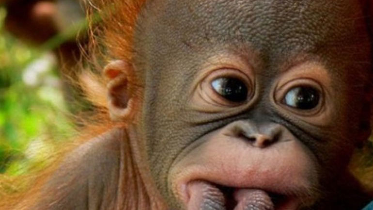 Μπαλί: Συνελήφθη Ρώσος τουρίστας που είχε μέσα στη βαλίτσα του ναρκωμένο oυρακοτάγκο