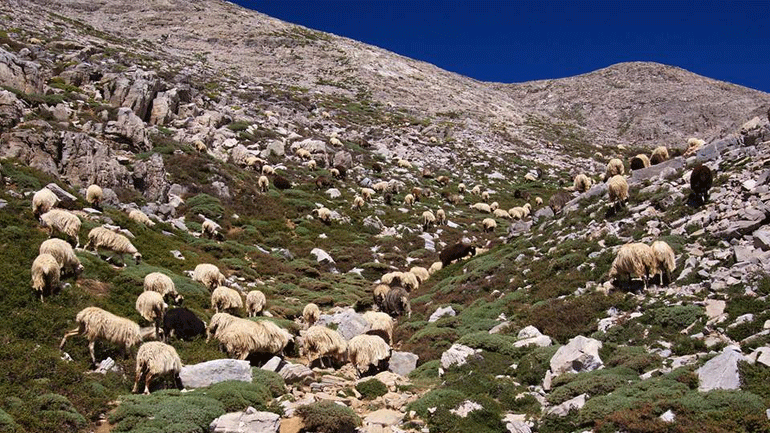 Υποψήφιοι για ένταξη στην Άυλη Πολιτιστική Κληρονομιά της Ελλάδας οι βοσκοί του Ψηλορείτη