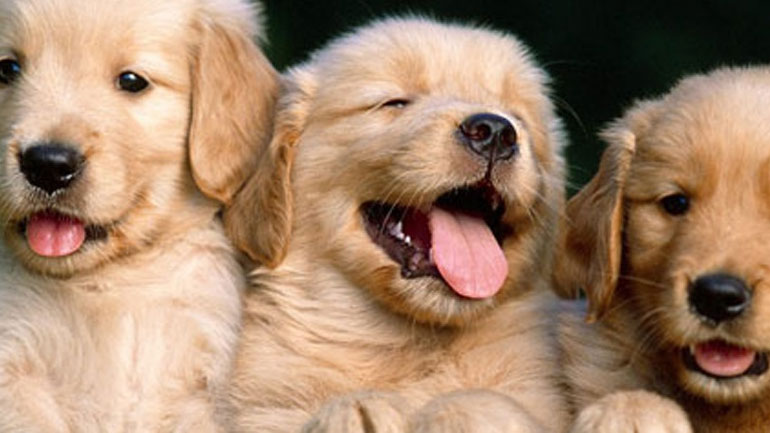 Πόσα κουτάβια μπορεί να γεννήσει μία σκυλίτσα;