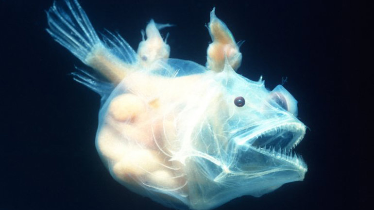 Βρέθηκαν κομμάτια πλαστικού σε πλάσματα που διαβιούν στην άβυσσο των ωκεανών