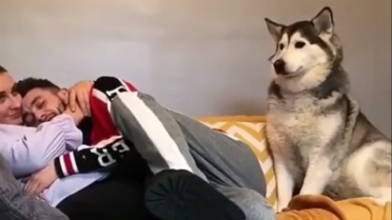 Ο σκύλος είναι ζηλιάρης