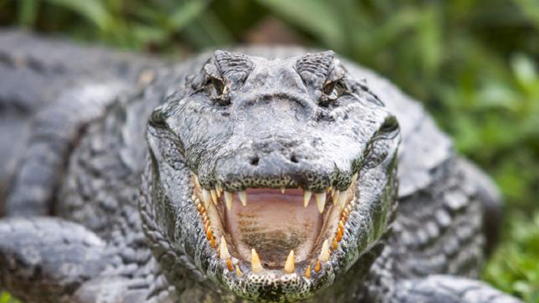 Κροκόδειλος κλέβει τη λεία ενός ψαρά