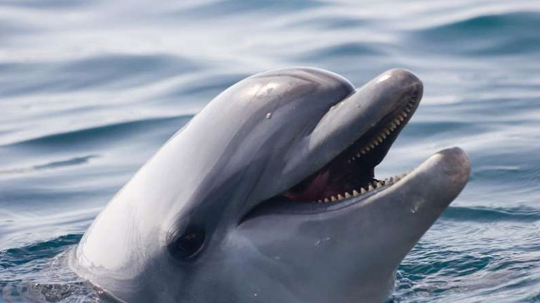 Βρέθηκαν πιθανές ενδείξεις Αλτσχάιμερ στον εγκέφαλο δελφινιών που είχαν εξοκείλει σε ακτές