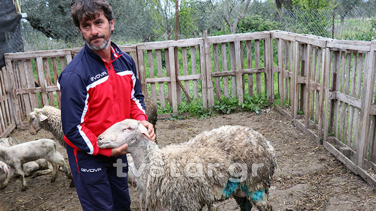 Σκυλιά επιτέθηκαν σε ποιμνιοστάσιο στα Καμμένα Βούρλα – Νεκρά πέντε πρόβατα