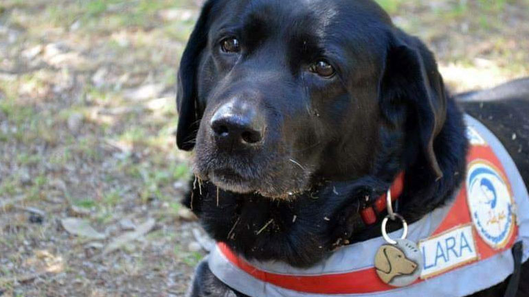 Πέθανε η Λάρα, ο πρώτος σκύλος – οδηγός τυφλών της Ελλάδας