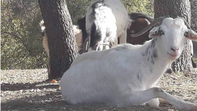 Καλαμάτα: Από 8 χρόνια φυλακή για ζωοκλοπές