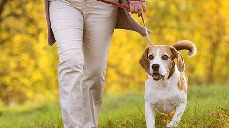 Γιατί είναι καλό να φοράς λουράκι στον σκύλο σου σε δημόσιους χώρους;