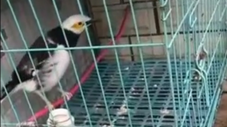 Ένα κλουβί με συναγερμό