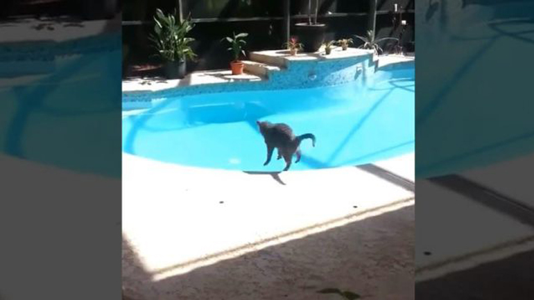 Η γάτα άκουσε ένα φτάρνισμα