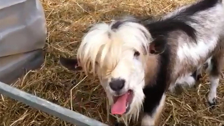 Η κατσίκα την είδε κότα