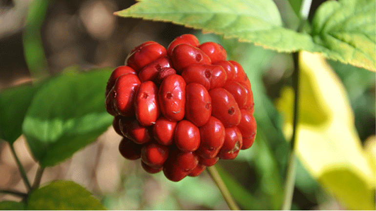 Γιατί να εντάξετε το Panax Ginseng στην καθημερινότητά σας;