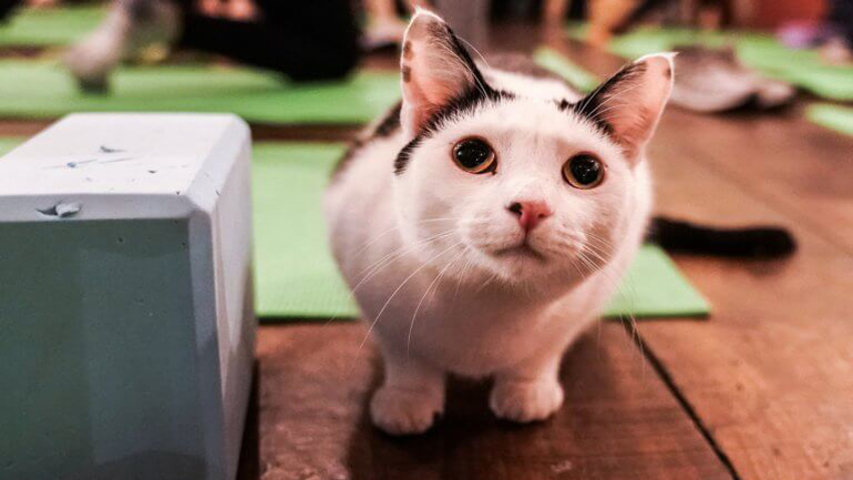 Γατάκι ζήτησε βοήθεια σε… αστυνομικό τμήμα