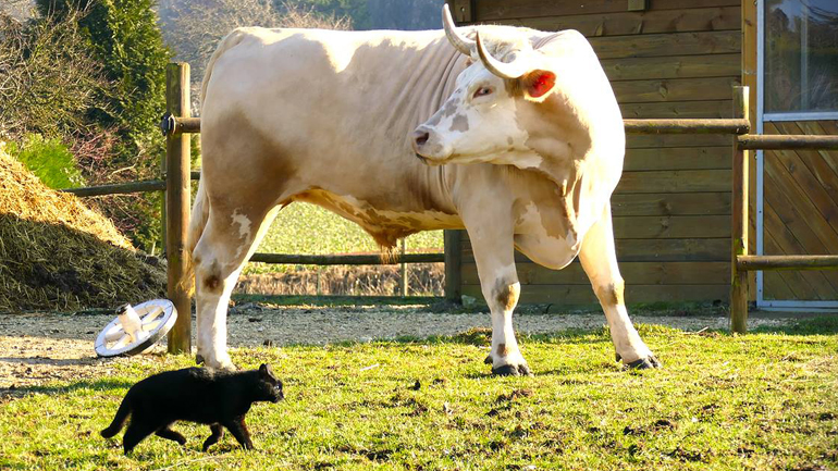 Ο ταύρος την είδε άλογο