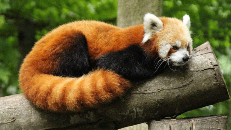 Κίνα: Ελεύθερο στην άγρια φύση αφέθηκε ένα αρσενικό κόκκινο πάντα