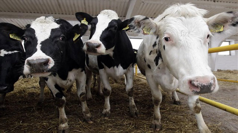 Ουρητήρια για… αγελάδες στην Ολλανδία, για να καταπολεμηθεί η κλιματική αλλαγή!