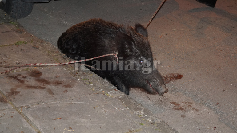 Λαμία: Αγριογούρουνο έκανε βόλτα σε κεντρικό δρόμο της πόλης