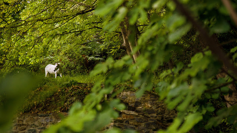 Πετρελαϊκή εταιρεία θα φυτέψει δάσος έκτασης ίσης με το 25% της Ιταλίας