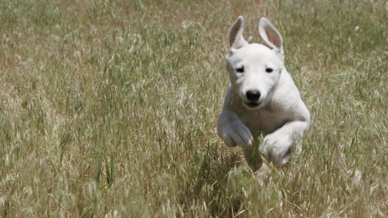 Γκρεϊχάουντ: Η ταχύτερη ράτσα σκύλων