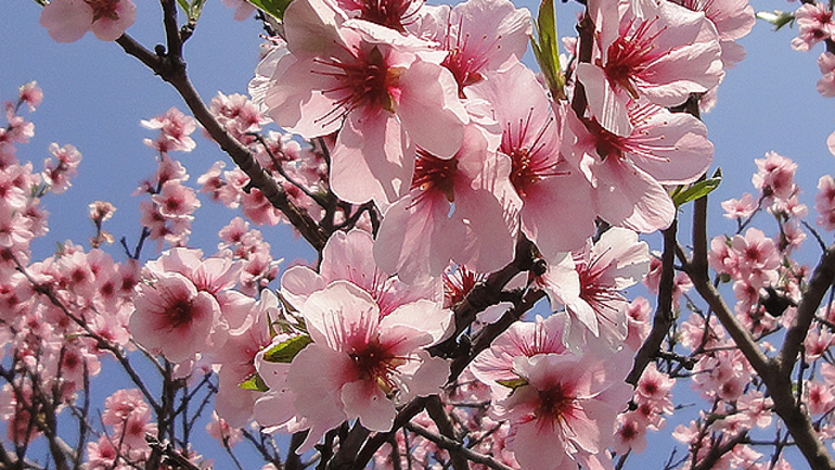 Πρωταπριλιά με ήλιο και άνοδο της θερμοκρασίας