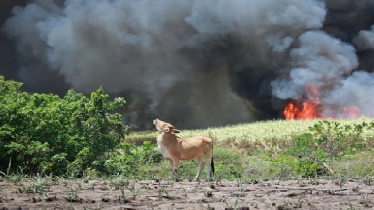 Παρατείνεται έως 31/7 η καταβολή της ειδικής ασφαλιστικής εισφοράς με απόφαση του ΕΛΓΑ