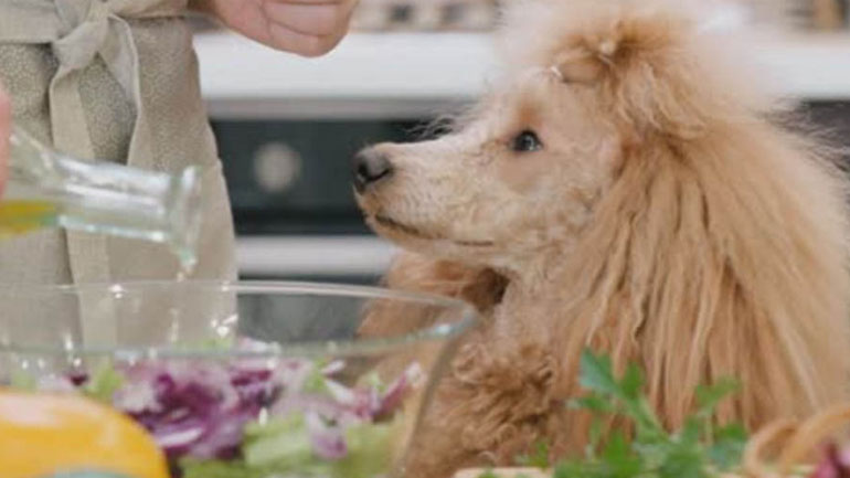 Γιατί να προσθέσεις ελαιόλαδο στη διατροφή του σκύλου σου