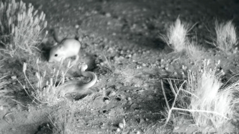 Αρουραίος νίντζα εναντίον φιδιού