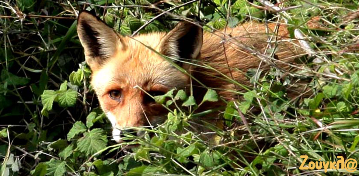 Η αλεπουδίτσα έστησε καρτέρι στο Πικέρμι!