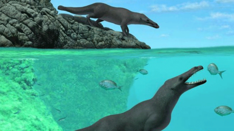Τετράποδη φάλαινα περπατούσε και κολυμπούσε πριν από 42,6 εκατ. χρόνια