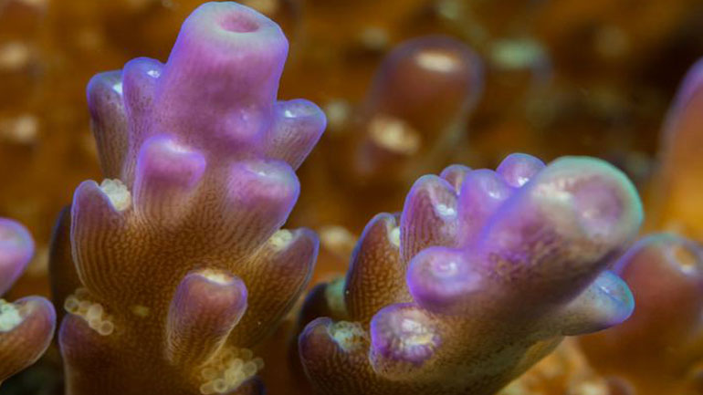 Βρέθηκε ο πρώτος στον κόσμο οργανισμός που παράγει χλωροφύλλη αλλά δεν κάνει φωτοσύνθεση