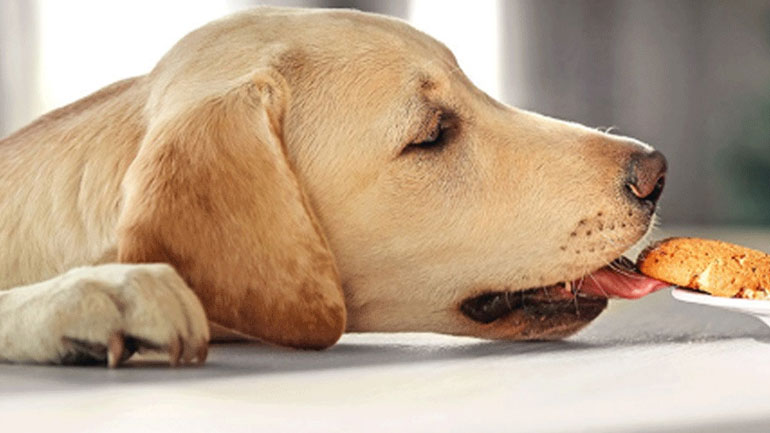 Πώς θα καταλάβεις ότι ο σκύλος σου πεινάει;