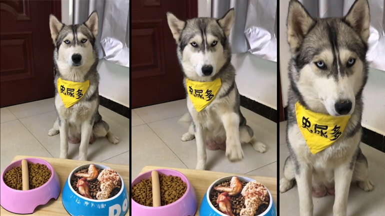 Σκύλος ξενερώνει άσχημα