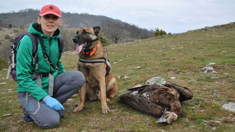 Δηλητηριάζουν σπάνια αρπακτικά στη Θράκη – Νεκρά πέντε πουλιά σε έναν μήνα