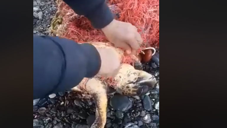 Συγκινητική διάσωση χελώνας από στραγγαλισμό που είχε μπλεχτεί σε δίχτυα