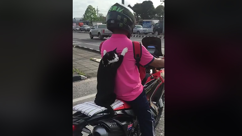 Όταν ο συνεπιβάτης είναι… γάτα! Όταν ο συνεπιβάτης είναι… γάτα!