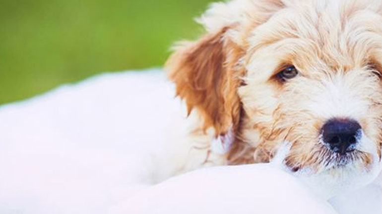 Πώς θα κάνεις το μικρόσωμο σκυλάκι σου να αγαπήσει το μπάνιο