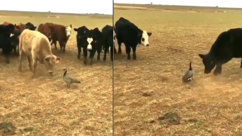 Τσαμπουκαλού χήνα τα βάζει με αγελάδες