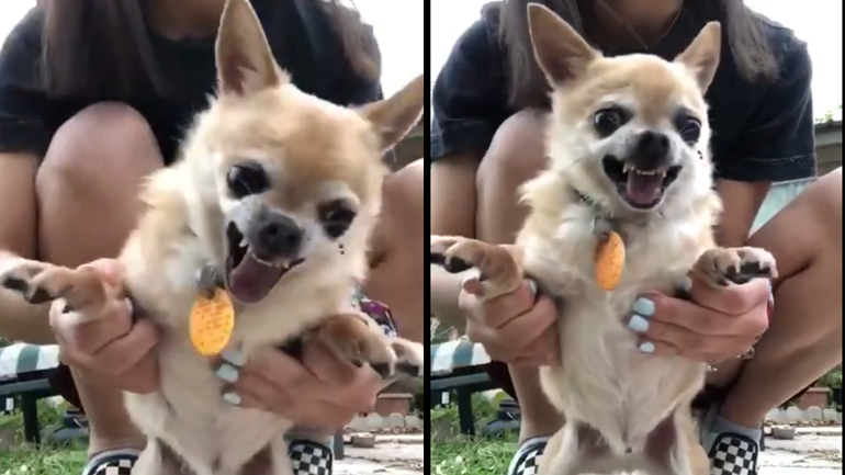 Ένα πολύ άγριο τσιουάουα