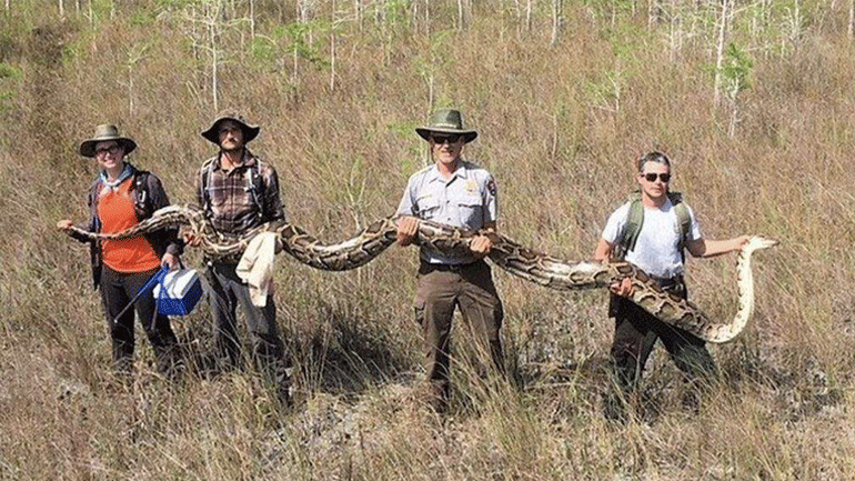 ΗΠΑ: «Αιχμάλωτος» πύθωνας 5,2 μέτρων