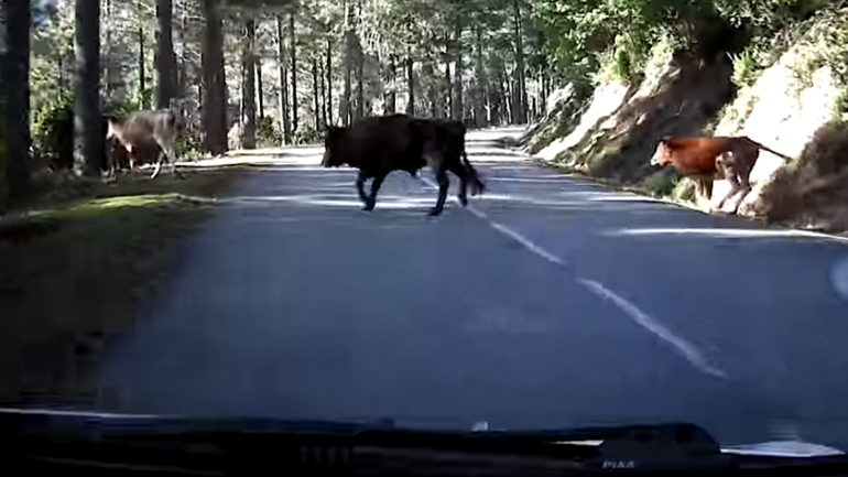 Προσοχή στις αγελάδες!