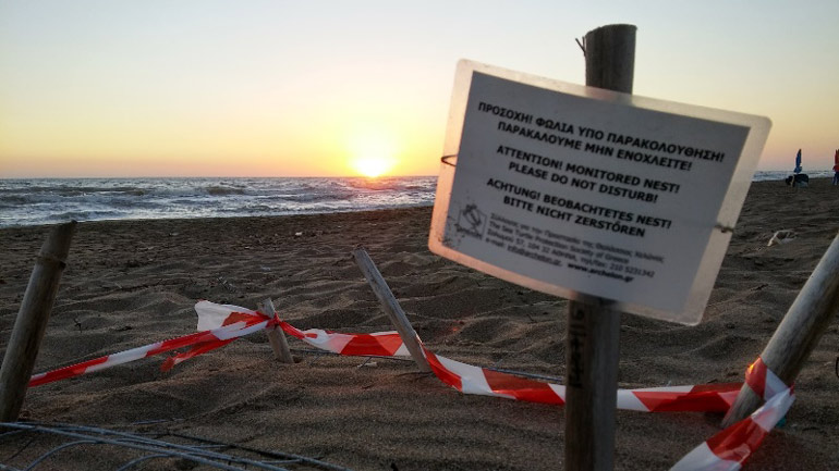 «Η Πελοπόννησος έχει μπει δυναμικά στον χάρτη προστασίας της θαλάσσιας χελώνας»