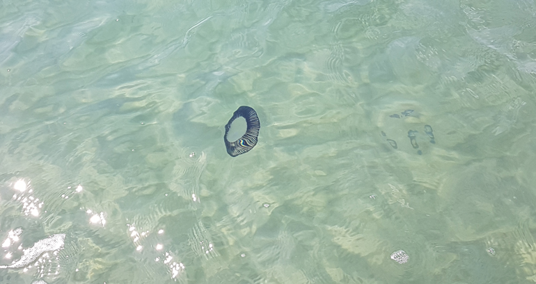 Προσοχή στις... τσούχτρες!