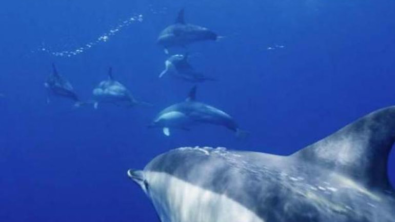 Ξεκίνησε η 5η παγκόσμια συνδιάσκεψη για τα θαλάσσια θηλαστικά και τις θαλάσσιες προστατευόμενες περιοχές