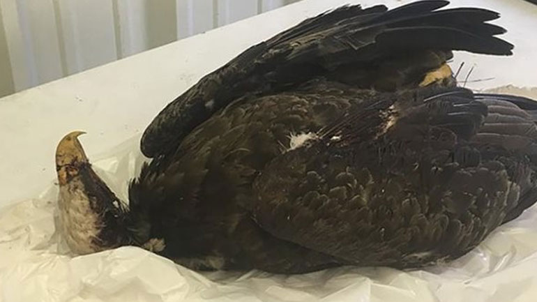 Τον επικήρυξαν για 6.000 δολάρια γιατί σκότωσε αετό-σύμβολο των ΗΠΑ